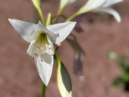 Crinum paludosum stamens and styles